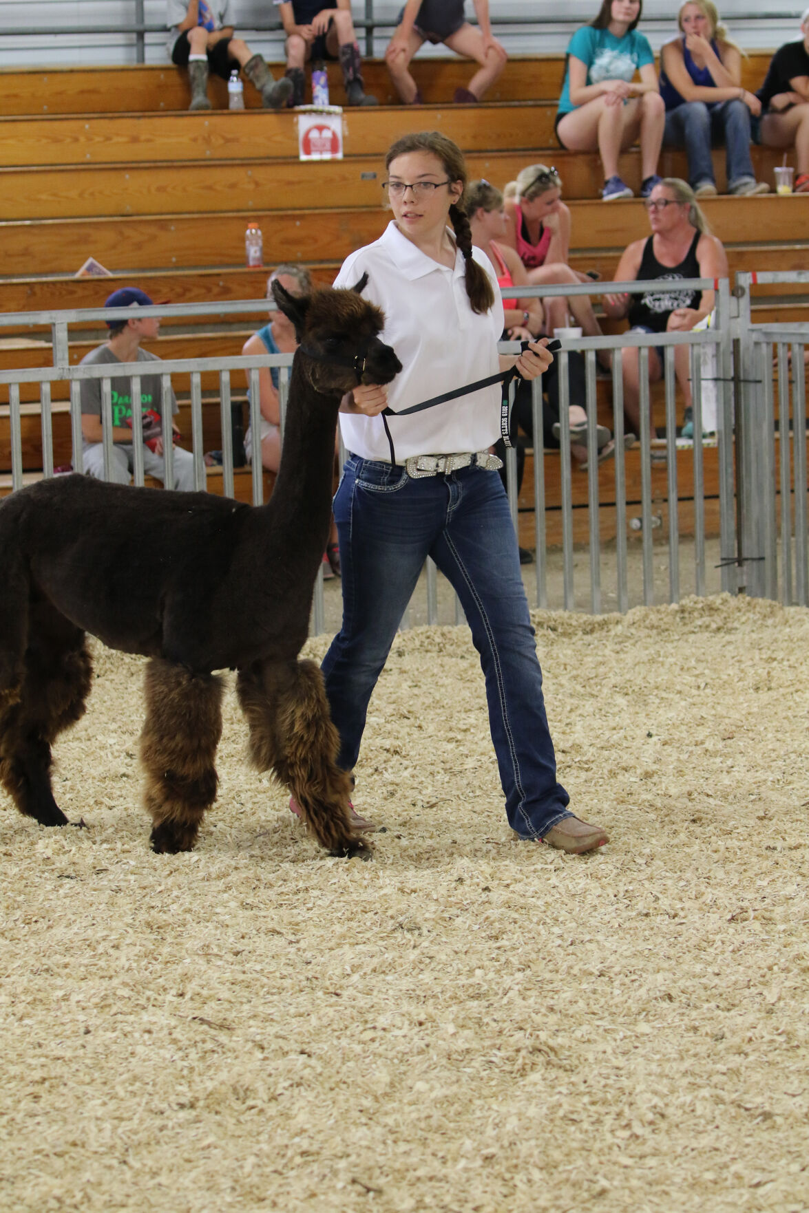 PHOTOS: Fiber Animal Show